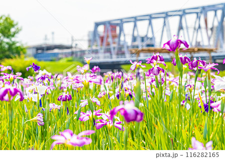 東京　江戸川　小岩菖蒲園の風景 116282165