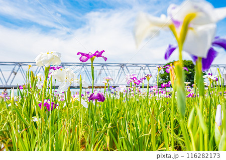 東京　江戸川　小岩菖蒲園の風景 116282173