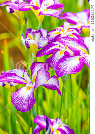 東京 江戸川 小岩菖蒲園の風景 東京 江戸川 小岩菖蒲園の風景 116282174