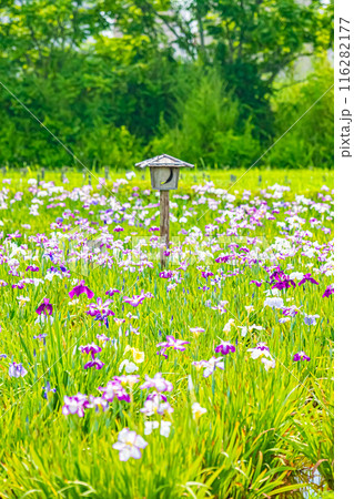 東京　江戸川　小岩菖蒲園の風景 116282177