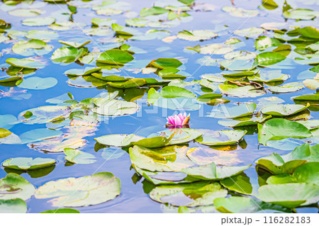 東京 江戸川 小岩菖蒲園の風景 東京 江戸川 小岩菖蒲園の風景 116282183