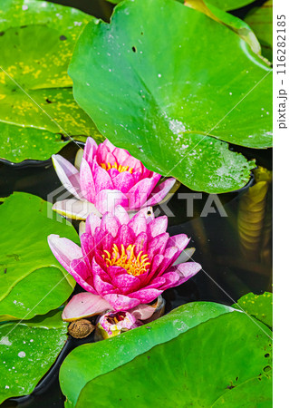 東京 江戸川 小岩菖蒲園の風景 東京 江戸川 小岩菖蒲園の風景 116282185