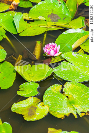 東京　江戸川　小岩菖蒲園の風景 116282186