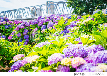 東京　江戸川　小岩菖蒲園の風景 116282202