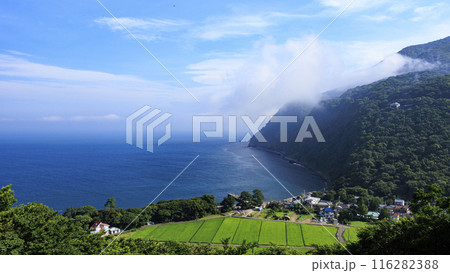 静岡県沼津市井田の煌めきの丘の夏 116282388