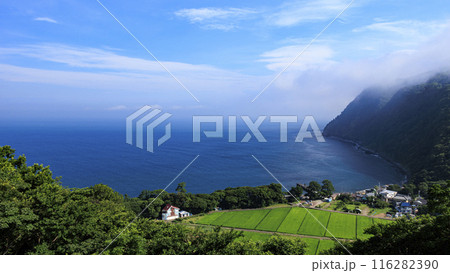 静岡県沼津市井田の煌めきの丘の夏 静岡県沼津市井田の煌めきの丘の夏 116282390