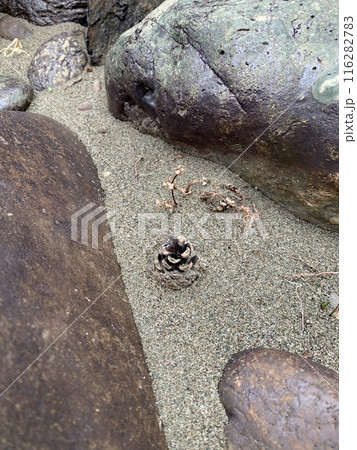 Solitude of a Pine Cone on a Sandy Shore, Beside a Majestic Gray Rock 116282783