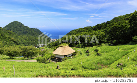 静岡県賀茂郡松崎町の石部の棚田 116282785