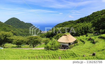 静岡県賀茂郡松崎町の石部の棚田 静岡県賀茂郡松崎町の石部の棚田 116282786
