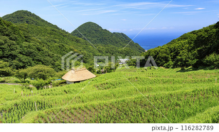 静岡県賀茂郡松崎町の石部の棚田 116282789