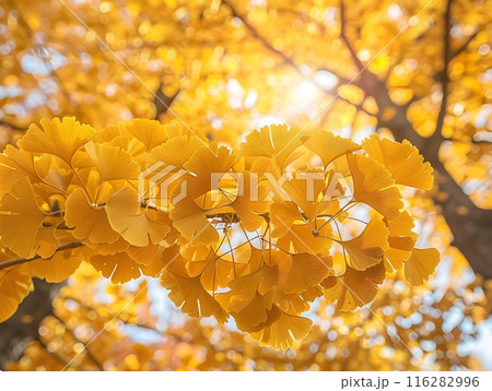 Vibrant Golden Ginkgo Leaves Bathed in Warm Autumn Sunlight 116282996