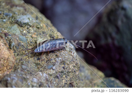 フナムシ フナムシ 116283090