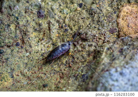 フナムシ 116283100