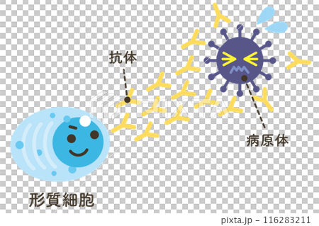 病原体に抗体を発射する形質細胞（文字あり） 116283211