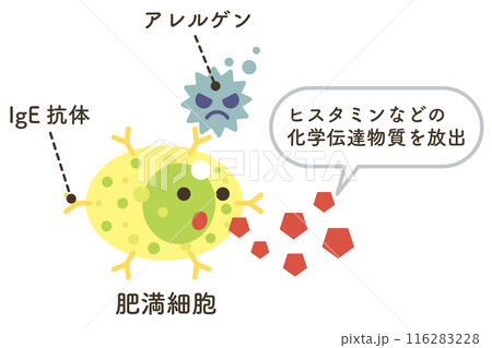 ヒスタミンを放出する肥満細胞 116283228