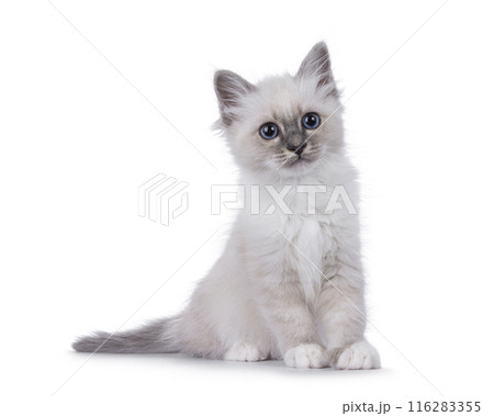 Fluffy Birman kitten on white background 116283355