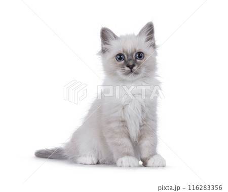 Fluffy Birman kitten on white background 116283356