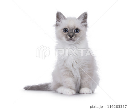 Fluffy Birman kitten on white background 116283357