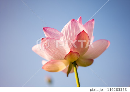 夏の古代蓮 古河総合公園(古河公方公園) 夏の古代蓮 古河総合公園(古河公方公園) 116283358