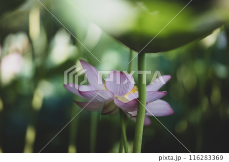 夏の古代蓮　古河総合公園（古河公方公園） 116283369