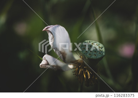 夏の古代蓮 古河総合公園(古河公方公園) 夏の古代蓮 古河総合公園(古河公方公園) 116283375
