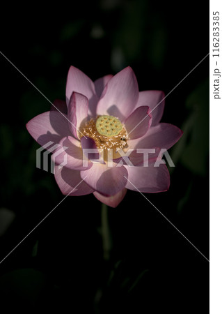 夏の古代蓮 古河総合公園(古河公方公園) 夏の古代蓮 古河総合公園(古河公方公園) 116283385