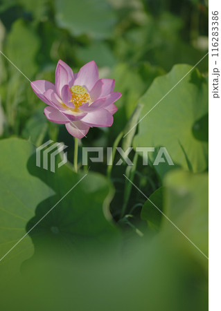 夏の古代蓮 古河総合公園(古河公方公園) 夏の古代蓮 古河総合公園(古河公方公園) 116283386
