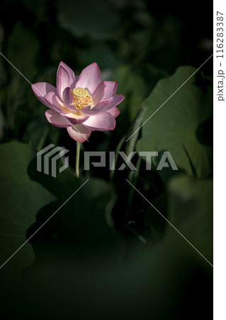 夏の古代蓮　古河総合公園（古河公方公園） 116283387