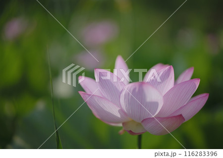 夏の古代蓮 古河総合公園(古河公方公園) 夏の古代蓮 古河総合公園(古河公方公園) 116283396