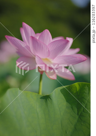 夏の古代蓮　古河総合公園（古河公方公園） 116283397