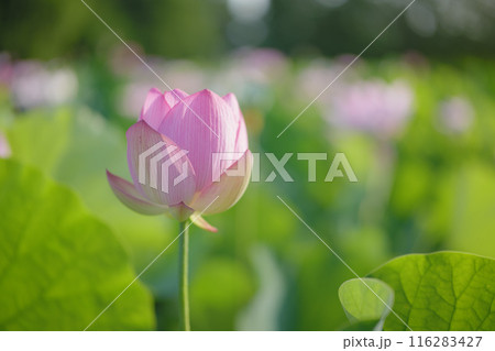 夏の古代蓮　古河総合公園（古河公方公園） 116283427