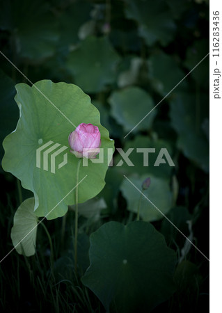 夏の古代蓮 古河総合公園(古河公方公園) 夏の古代蓮 古河総合公園(古河公方公園) 116283436
