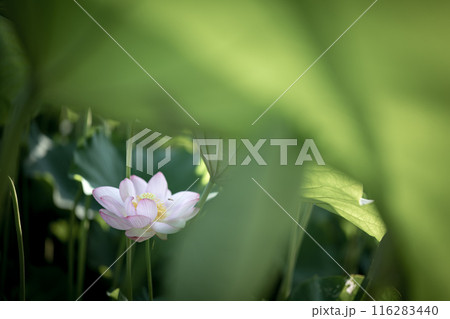 夏の古代蓮　古河総合公園（古河公方公園） 116283440