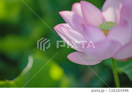 夏の古代蓮　古河総合公園（古河公方公園） 116283446