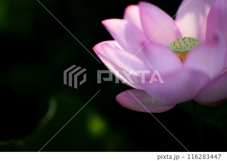 夏の古代蓮　古河総合公園（古河公方公園） 116283447