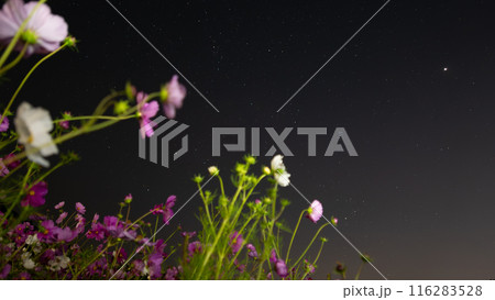星空に浮かぶコスモス 116283528