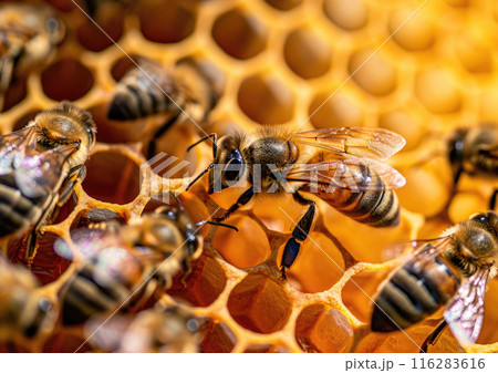 Close up of bees working on honeycomb, natural macro background 116283616