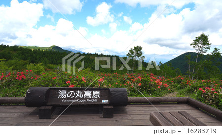湯の丸高原 116283719
