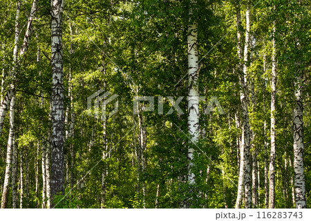 Birch trees forest scene. 116283743