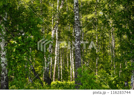 Birch trees forest scene. 116283744