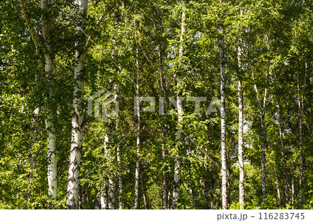 Birch trees forest scene. 116283745