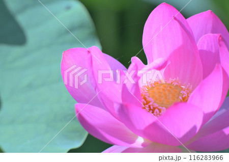 蓮の花のある風景 116283966
