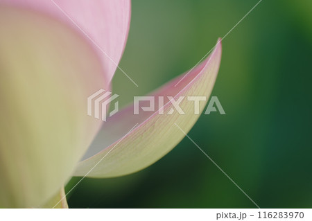 夏の古代蓮 古河総合公園(古河公方公園) 夏の古代蓮 古河総合公園(古河公方公園) 116283970