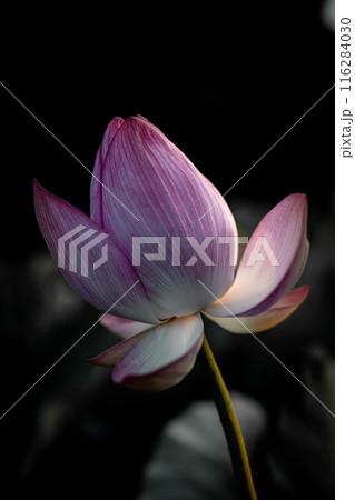 夏の古代蓮　古河総合公園（古河公方公園） 116284030