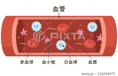 血管を流れる細胞たち（文字あり） 116284075