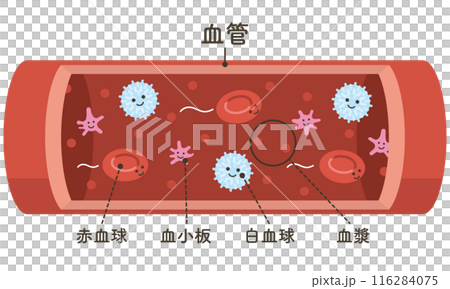 血管を流れる細胞たち（文字あり） 116284075