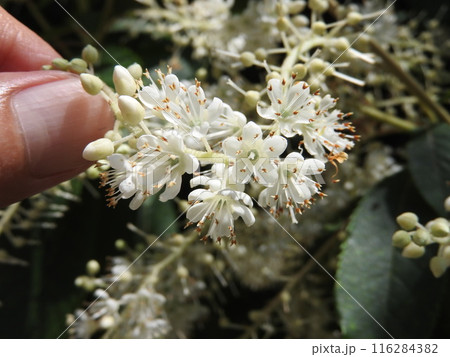 房の根元から順番に咲いていく「リョウブ」の花 116284382