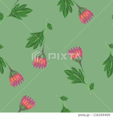 Chrysanthemum Flower Seamless Pattern. Floral Digital Paper. Chrysanthemum Flower Seamless Pattern. Floral Digital Paper. 116284400