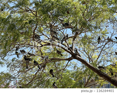 A flock of pigeons sits on a tree (lat. Columba) 116284401