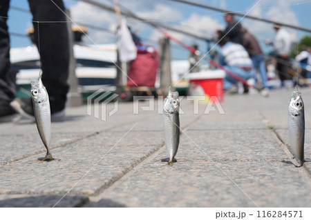 Two small fish suspended from a fishing rod on a sidewalk beside a road 116284571